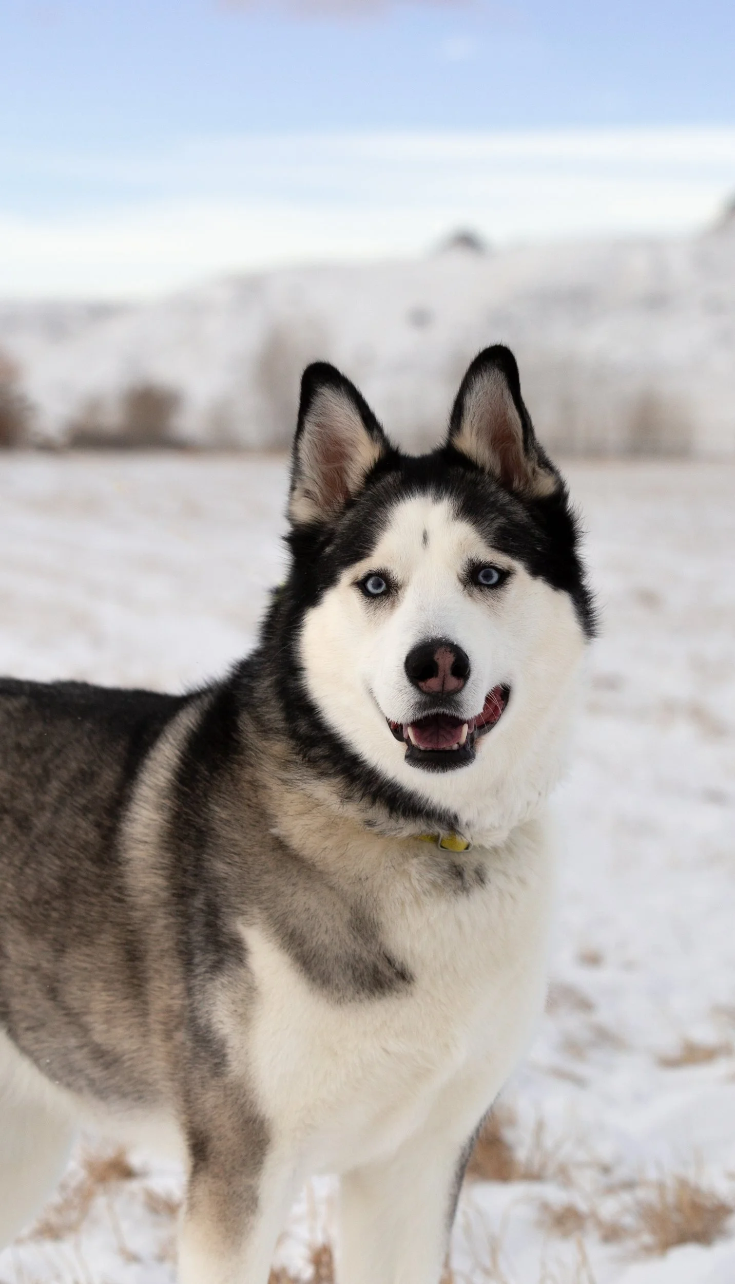husky_snow dog.jpg