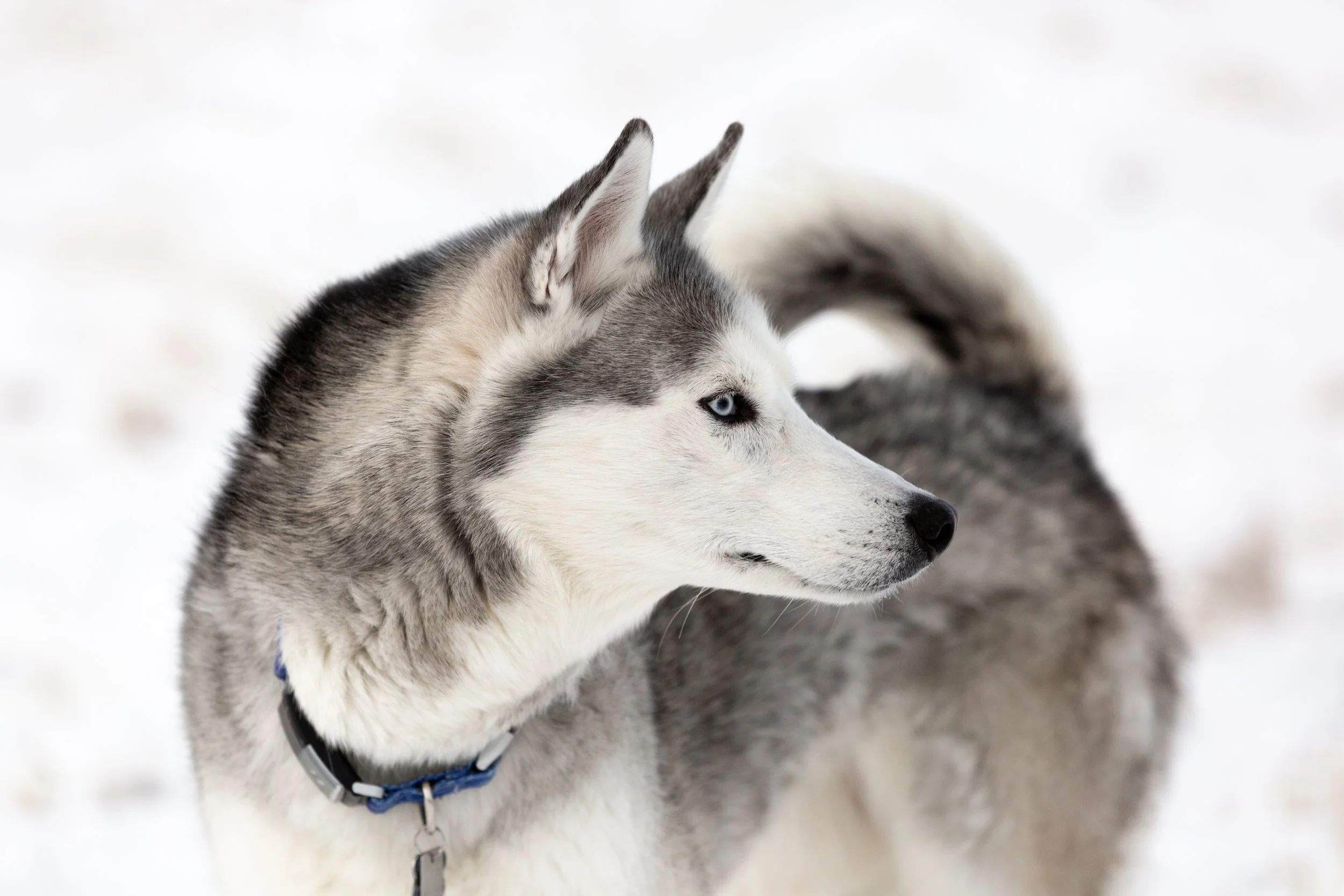 husky_senior_snow dog.jpg