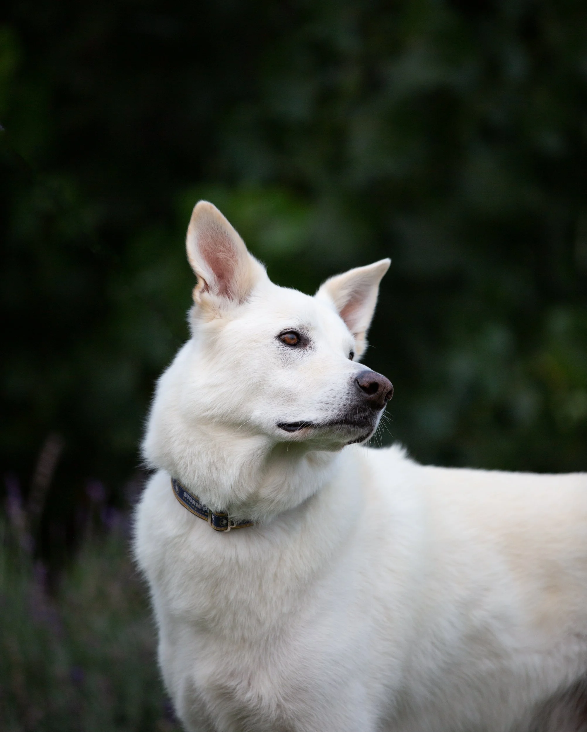 rescue_dog_mix.jpg