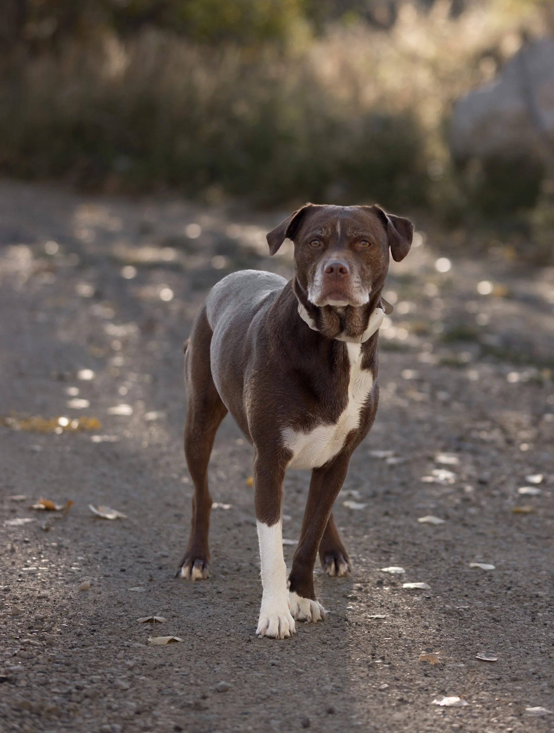 brown_white_pit bull_mix_rescue_dog.jpg