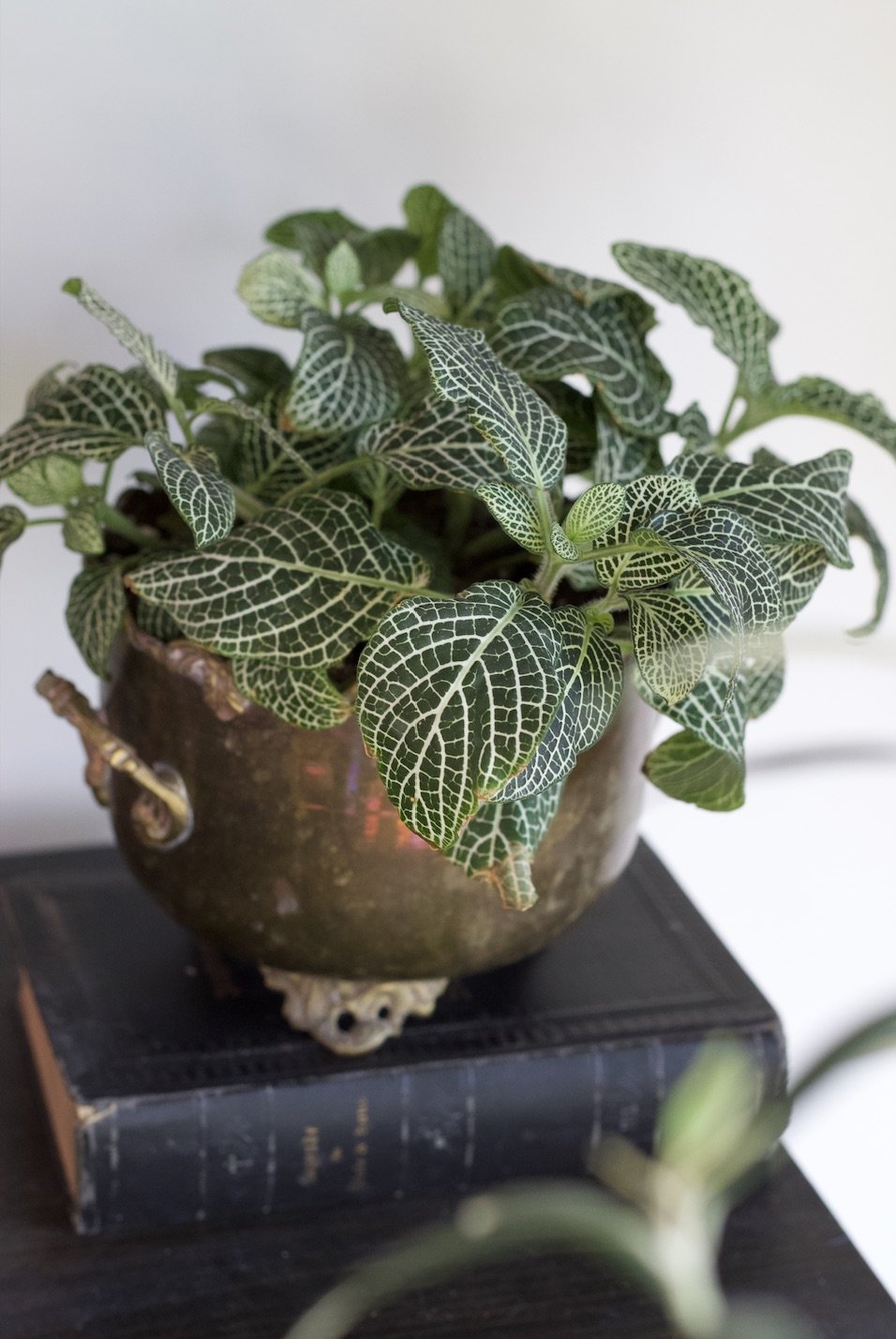 plant_website2.jpg