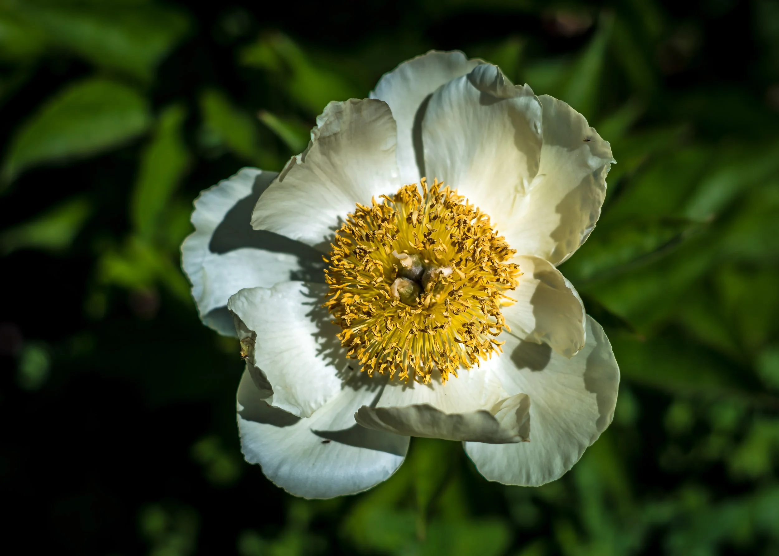 GreenwoodGardens-1694.jpg