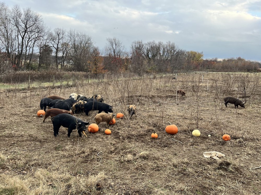 After the regatta, pumpkins went to a local farm as a treat for some hungry piggies! 