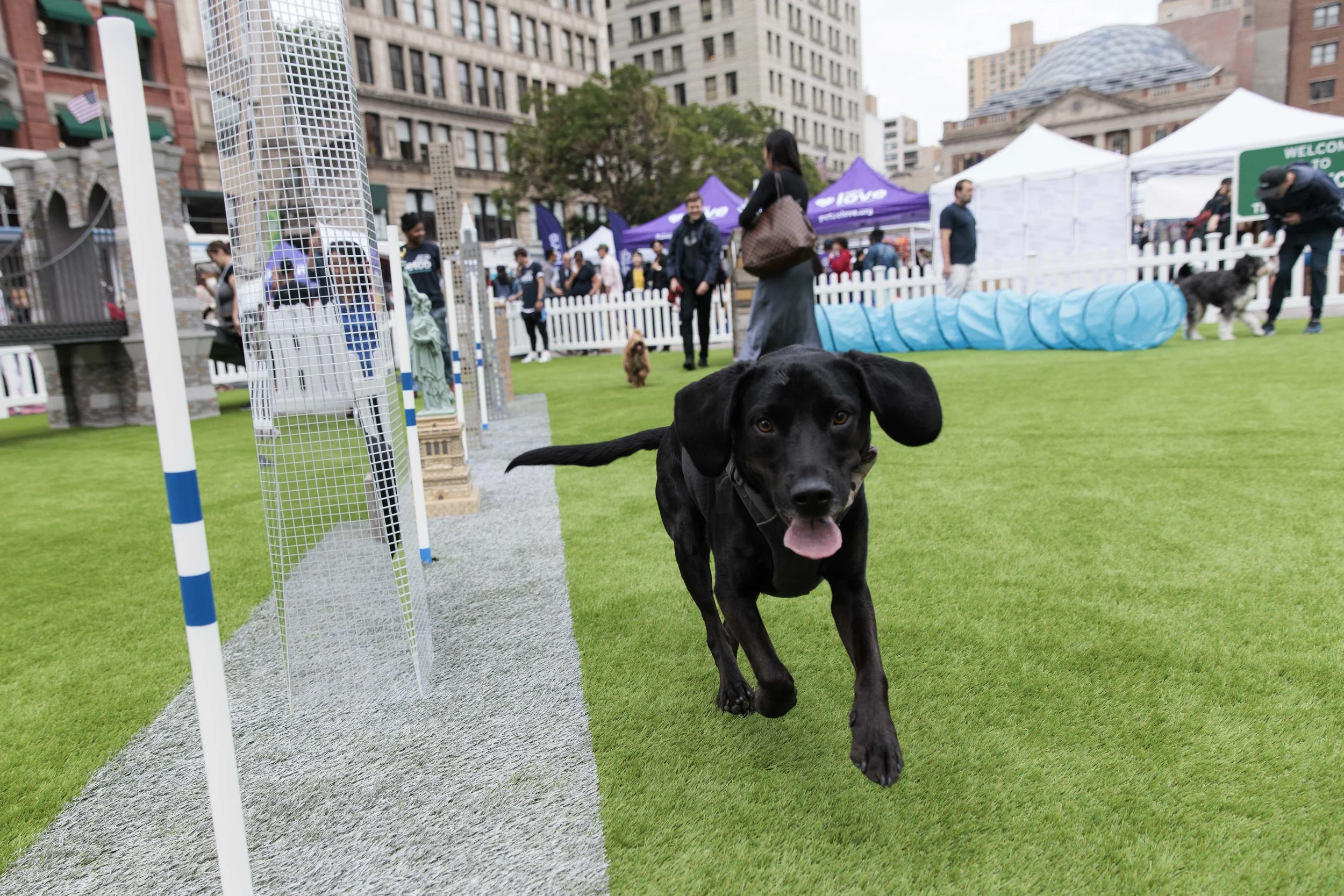 Petco Paws in the Park