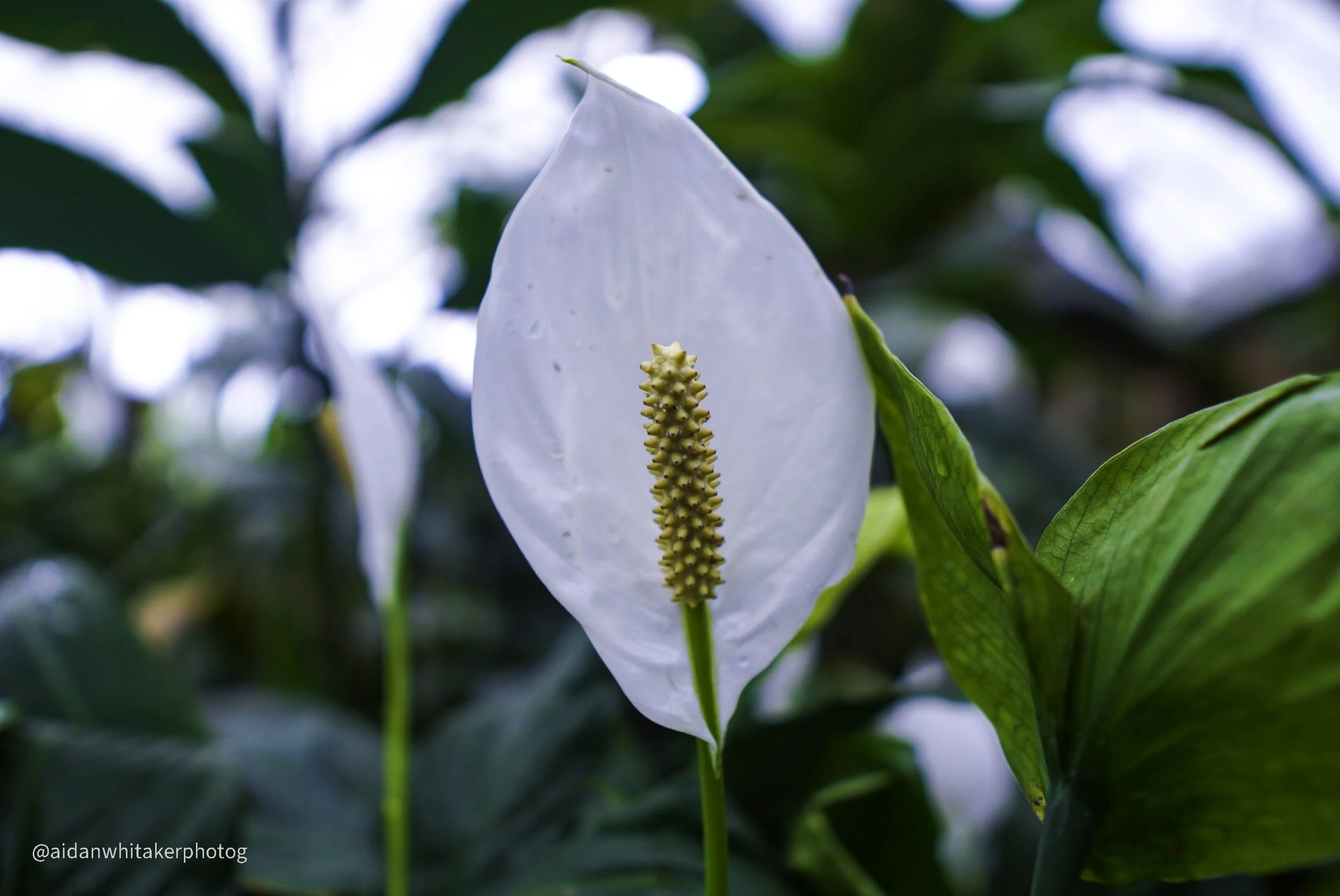 Aidan Whitaker shares his powerhouse EP, "This Wondrous Impermanence"