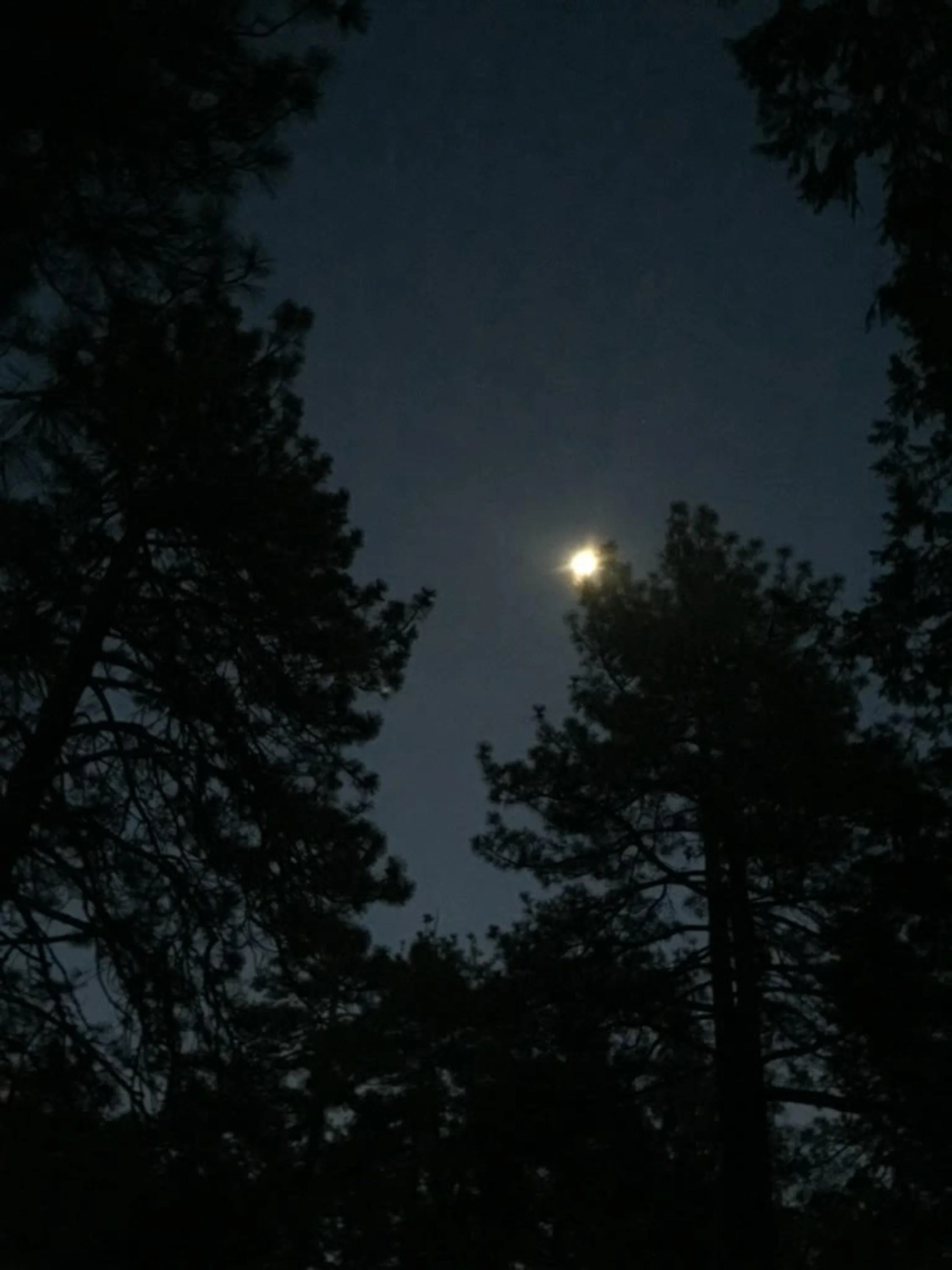 Jessamine Barham delivers raw emotion &amp; catharsis in "Goodbye Misery"