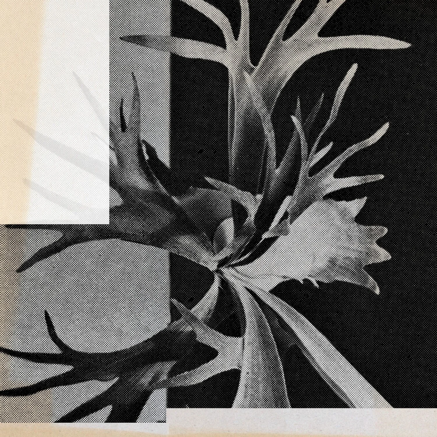 Nebno’s “The Garden” blooms with ethereal grace &amp; emotional depth