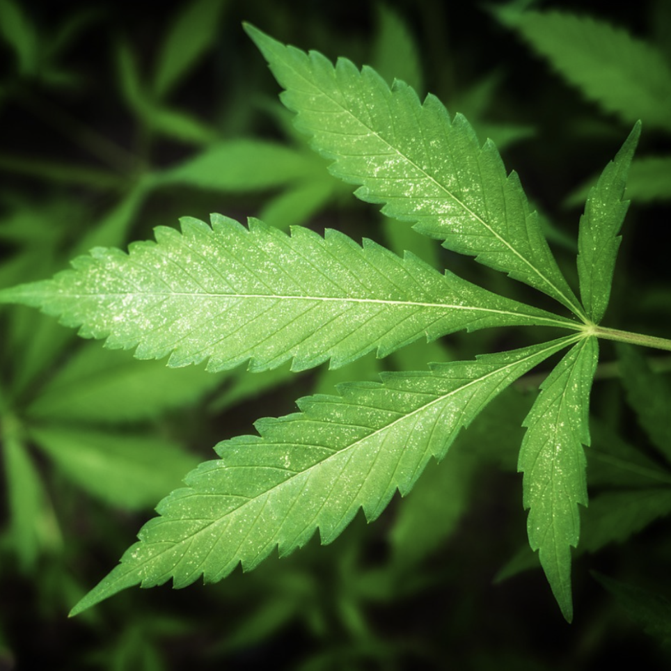 How Edibles may enhance Live Music &amp; Festival experiences