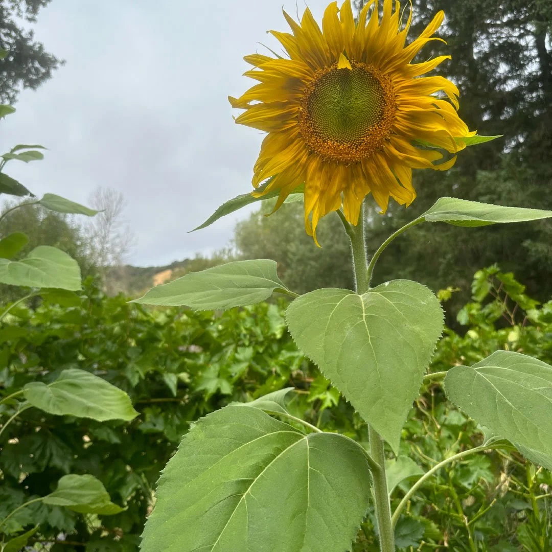 Michellar creates a downtempo &amp; acoustic beauty with “September”