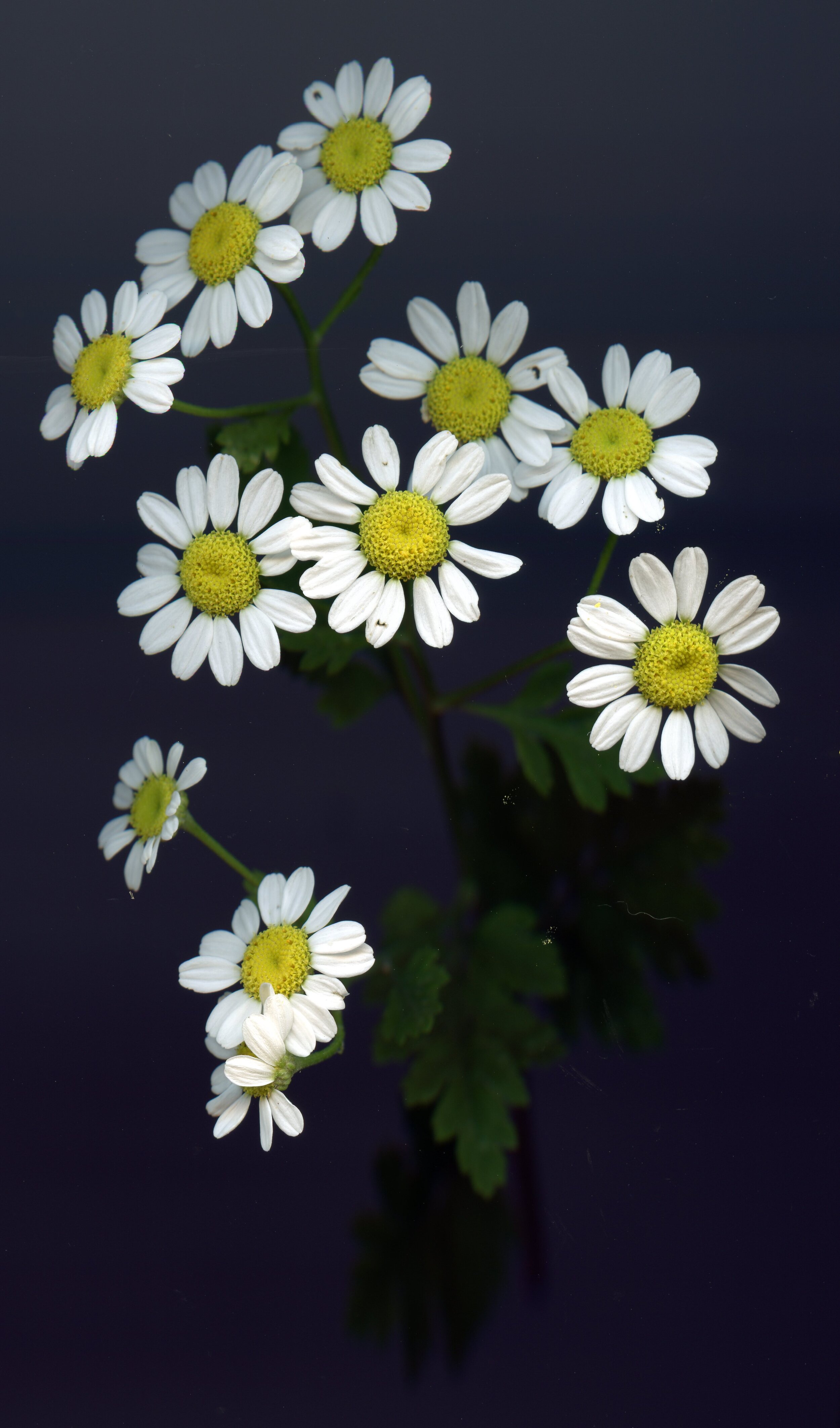 Chamomile