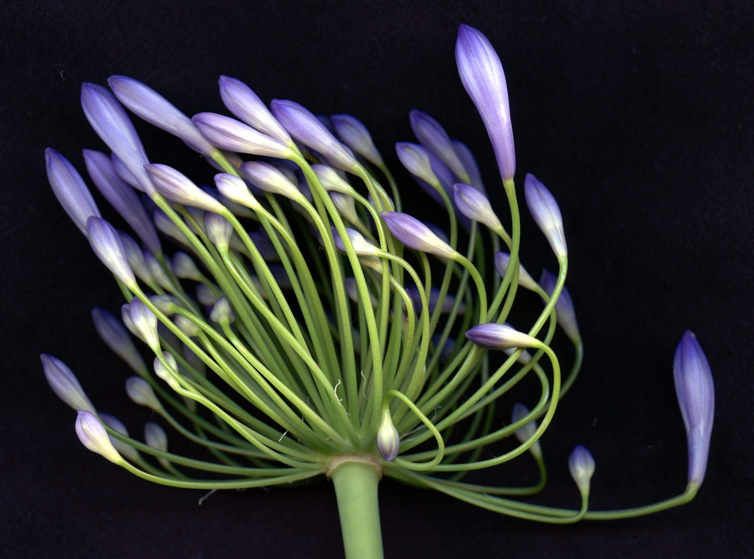 Lily of the Nile, African Lily, Agapanthus