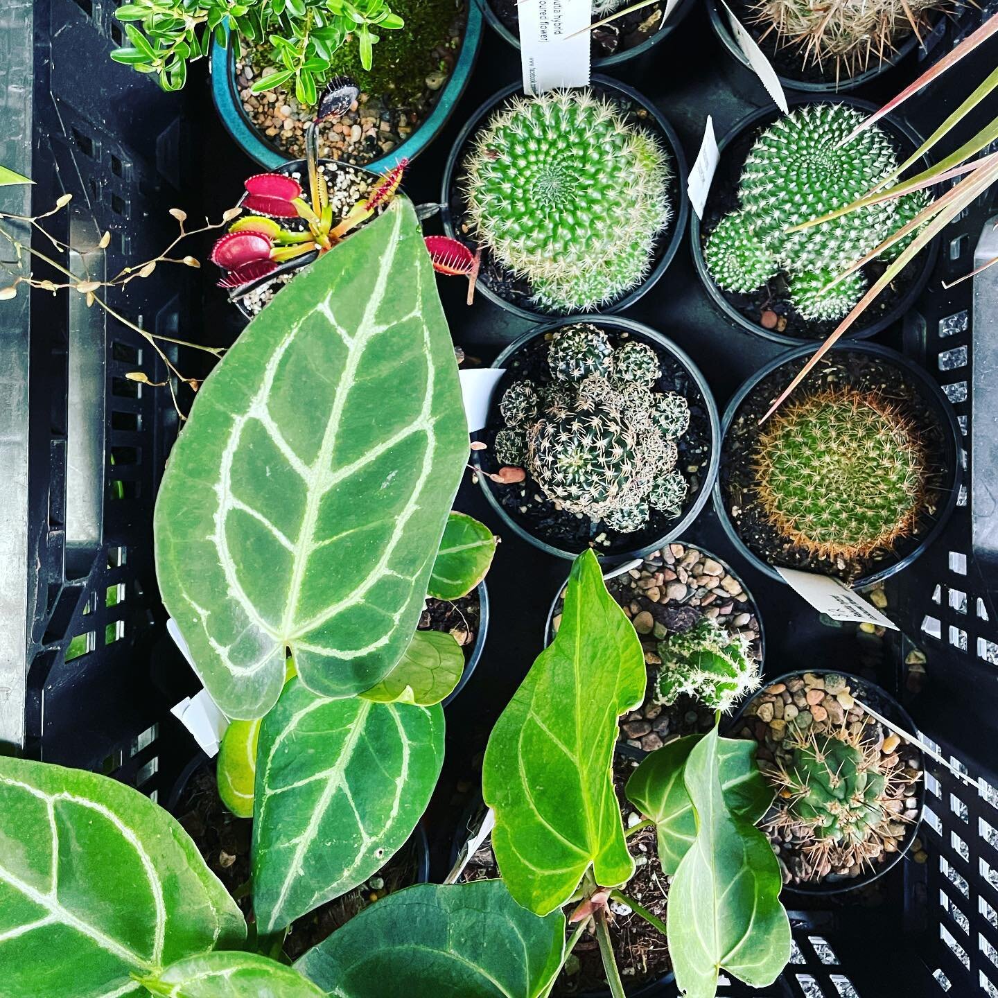 Show us your 2022 plant haul by tagging us and #collectorsplanthaul. We&rsquo;d love to see what ticked your fancy.