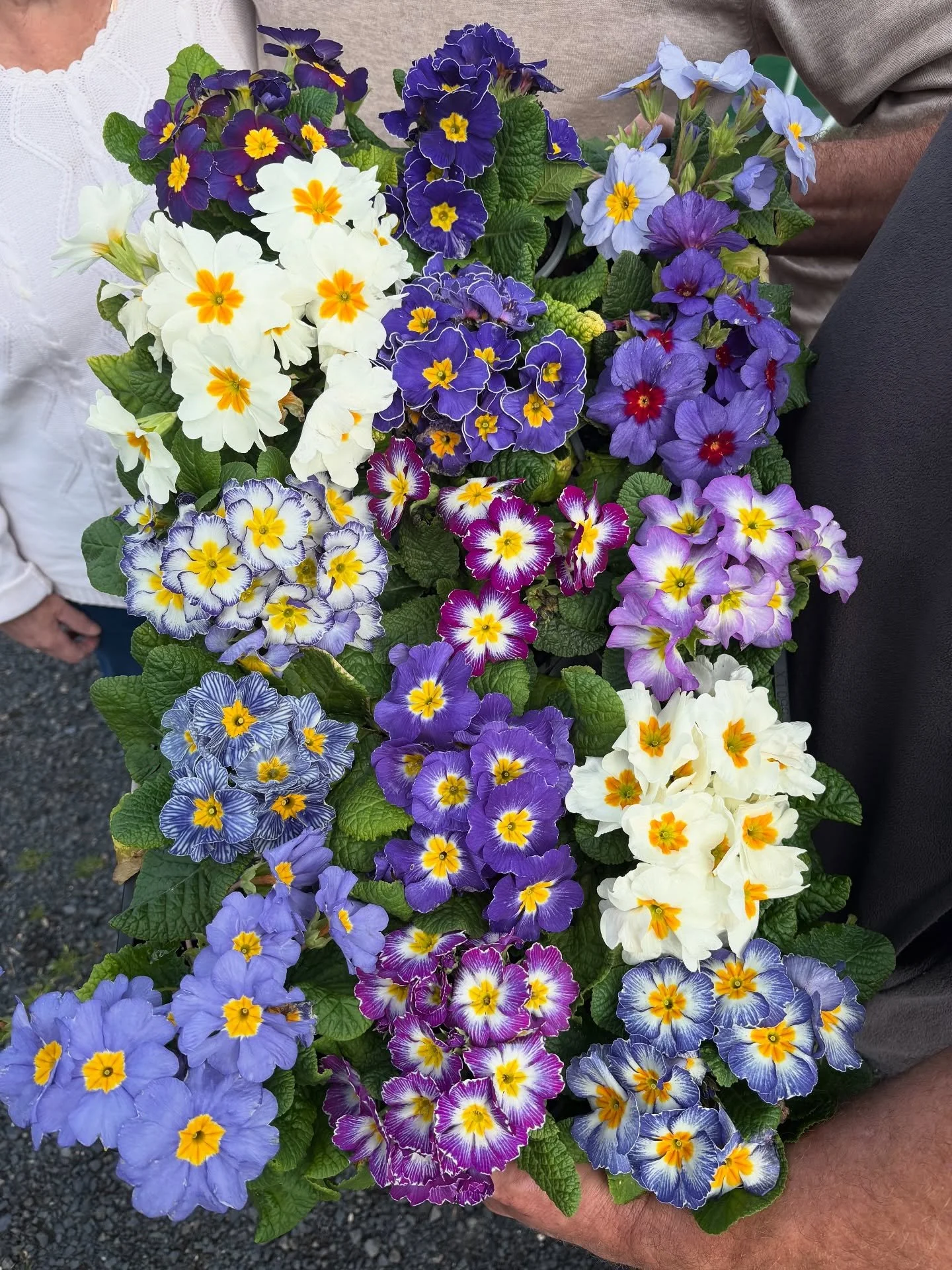These certainly sparked joy today ✨ And as a bonus, a chance encounter with the princes of polyanthus&mdash;legendary plant hunter Bob Cherry and the ever-gracious nurseryman John Robb. Thank you, universe.

Wandering through the Paradise Gardens, I 