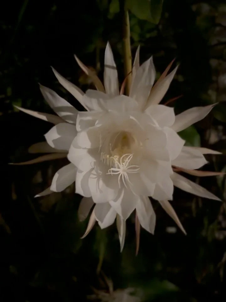 Tonight 🌙✨
The outdoor bath is smothered in my favourite flower&hellip;
Queen of the Night &mdash; Epiphyllum oxypetalum &mdash; dripping everywhere.
I&rsquo;ve waited years for this. 

I&rsquo;ve picked them, dunked them into glass vases, and poppe