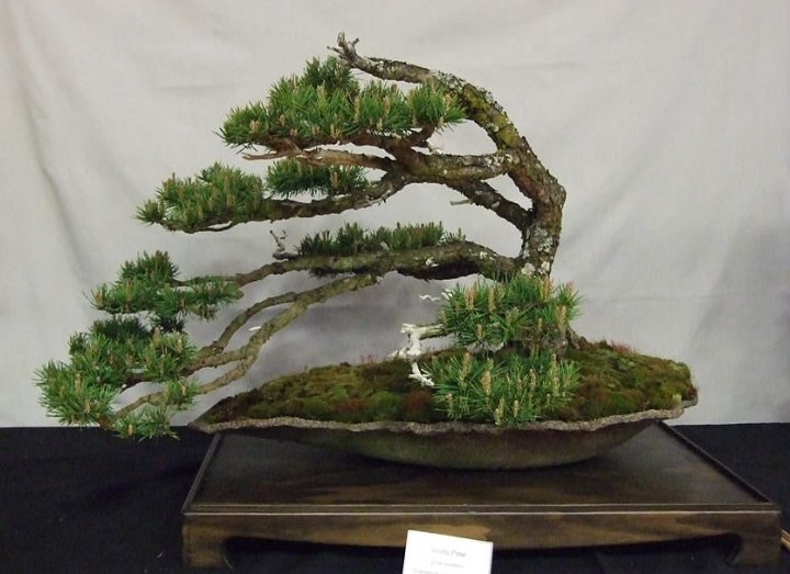 2015 Colin Churchill Award Winner for Best Tree