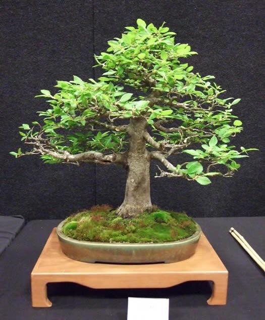 2015 Alan Van Award Winner for Best Tree and Pot Combination