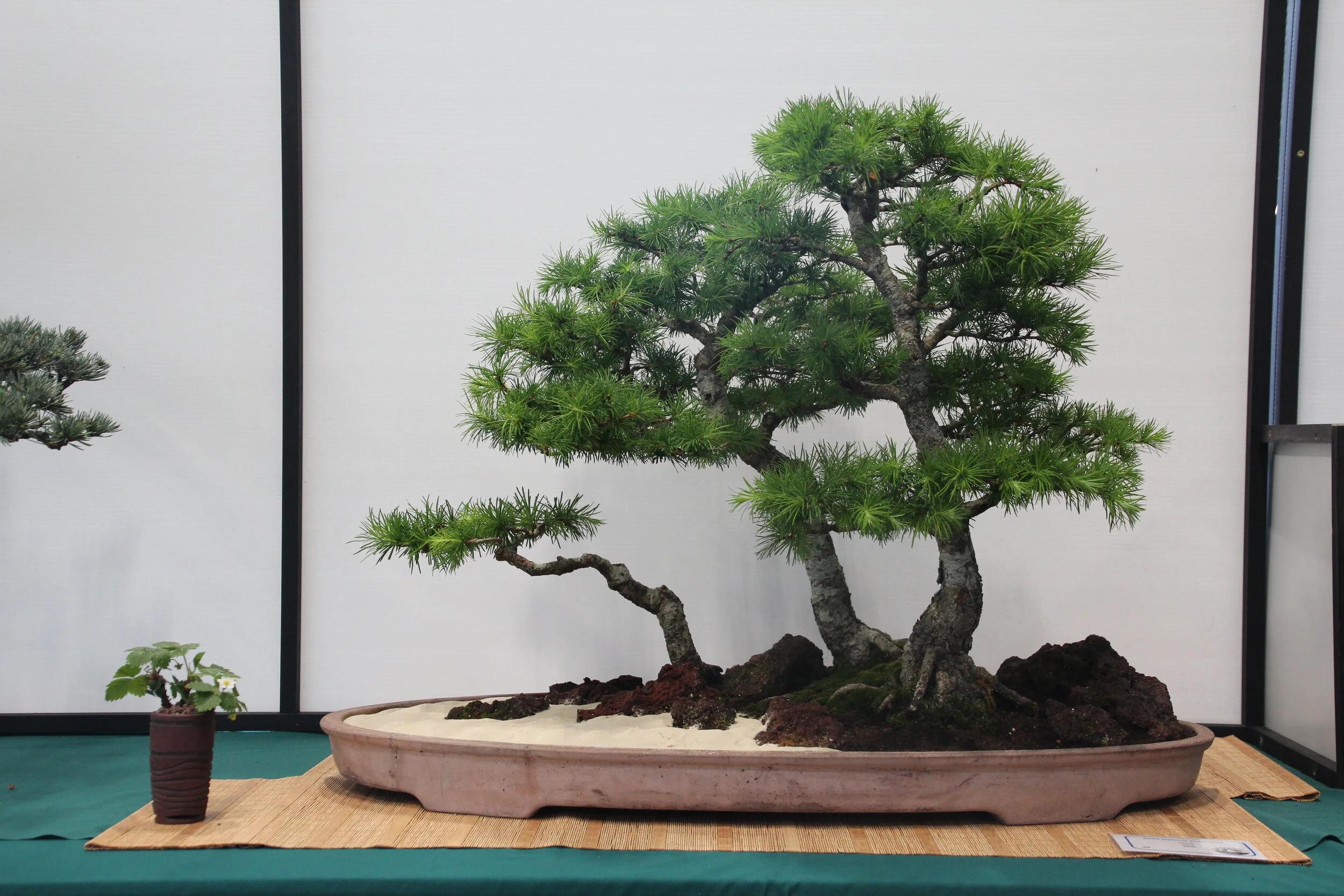Trees 3.JPG