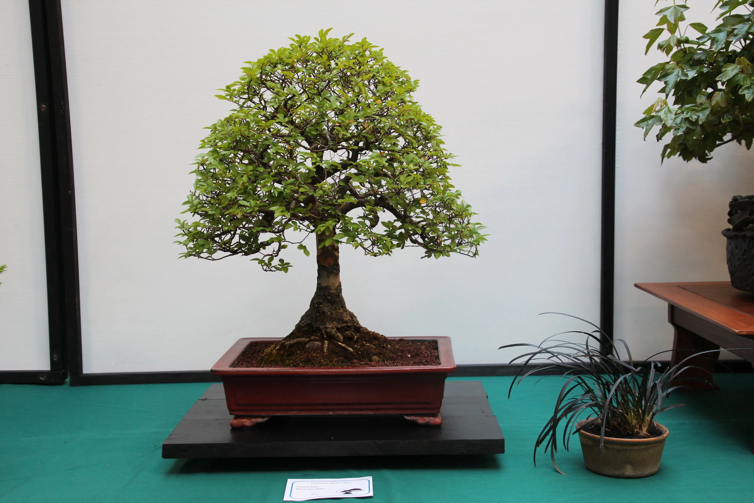 Trees 5.JPG