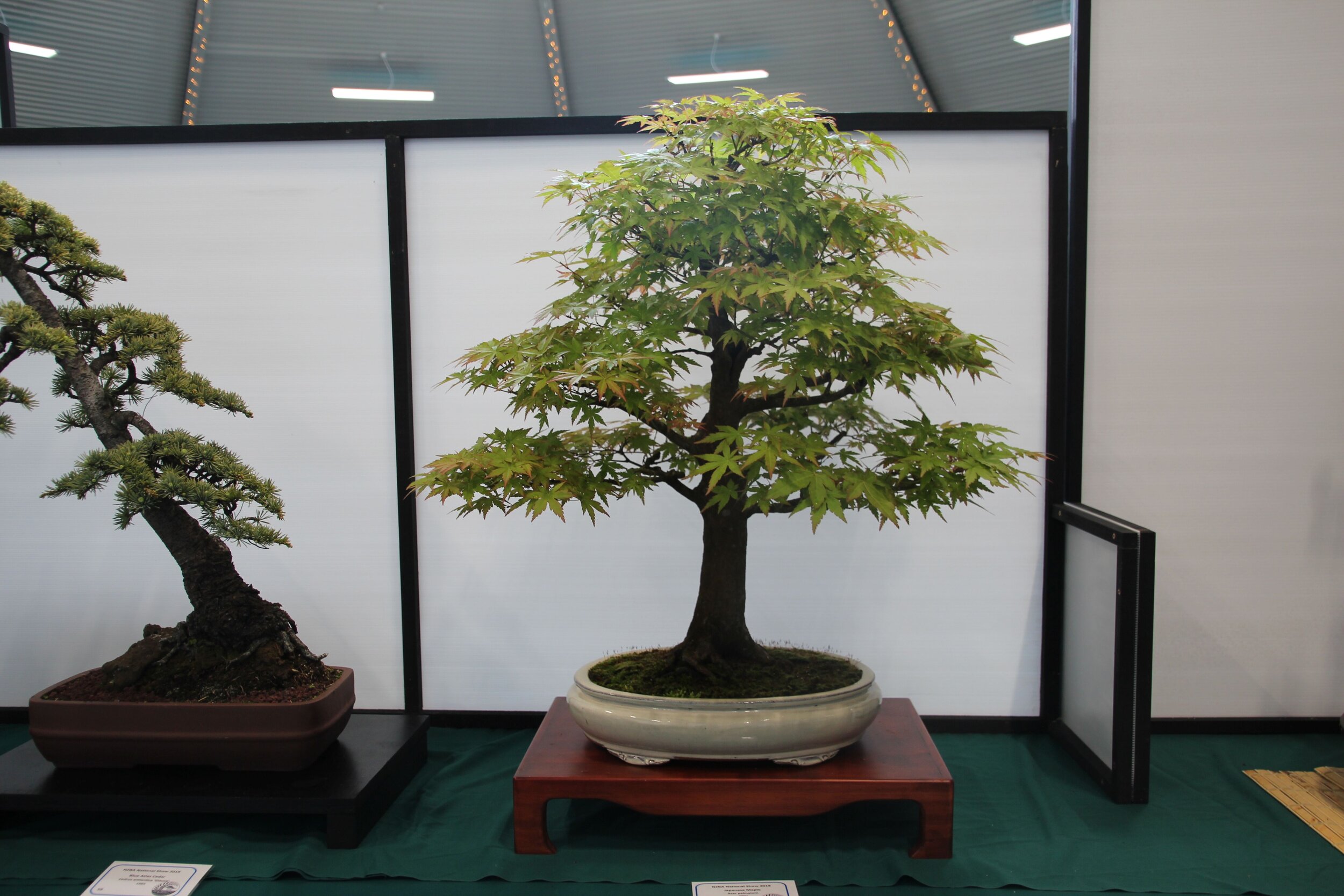 Bay of Plenty Bonsai Society: December Meeting