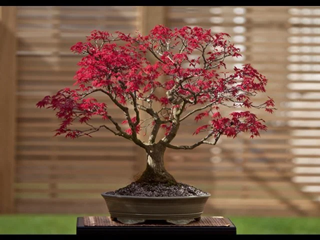 Eastern Bay of Plenty Bonsai Society: November Meeting