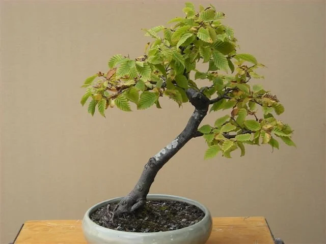 Rotorua Bonsai Club: December Meeting