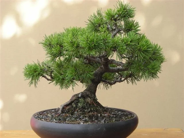 Hawkes Bay Bonsai Society: December Meeting