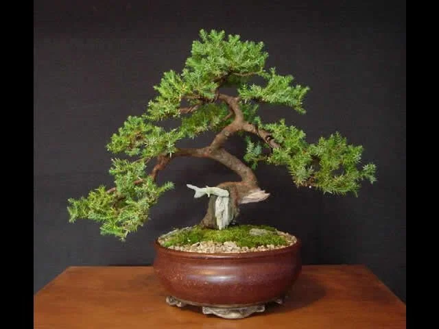 New Plymouth Bonsai Club: December Meeting 2