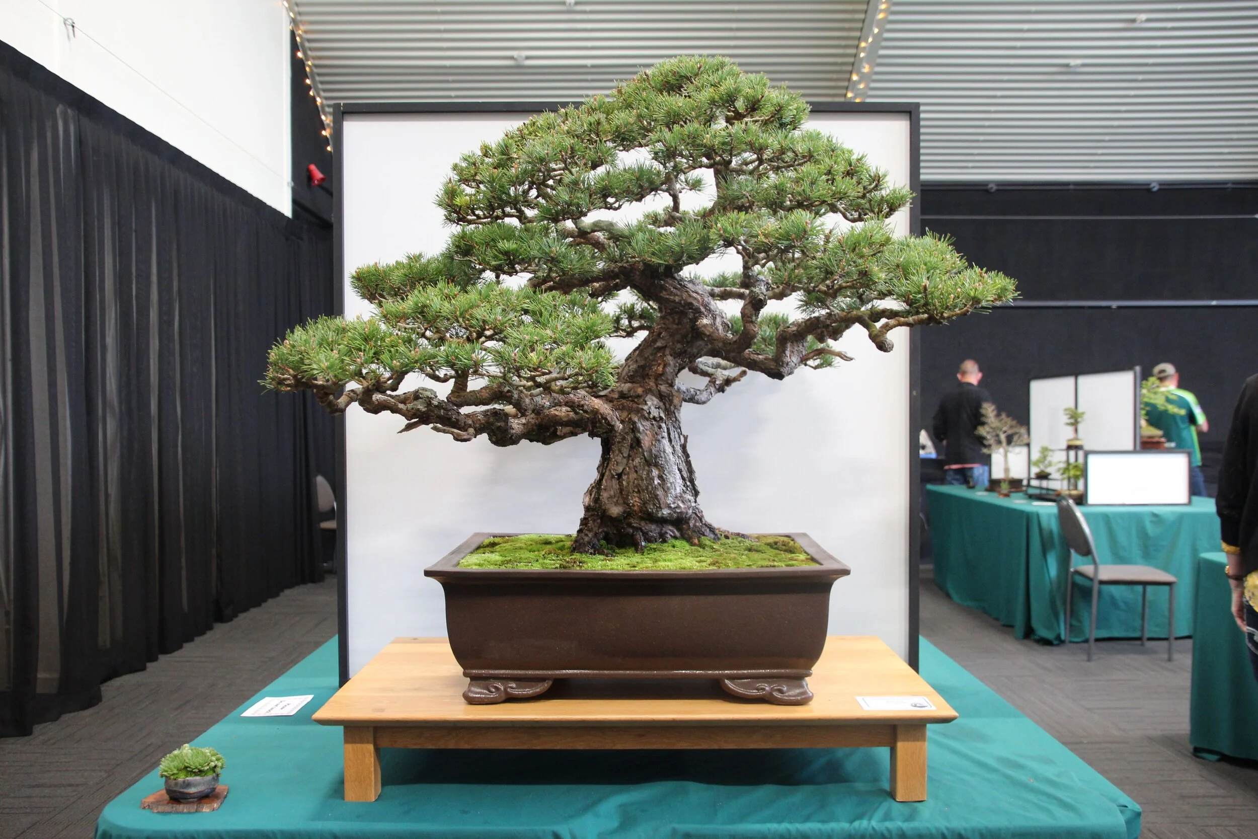 Manawatu Bonsai: December Meeting