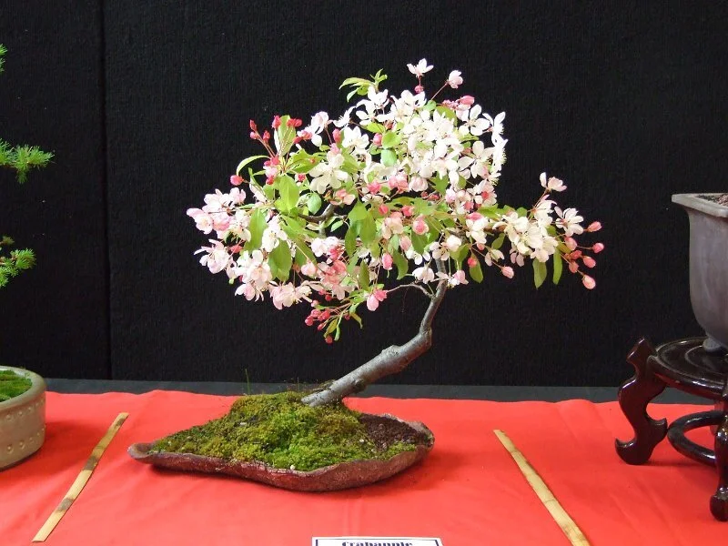 Wellington Bonsai Club: December Meeting