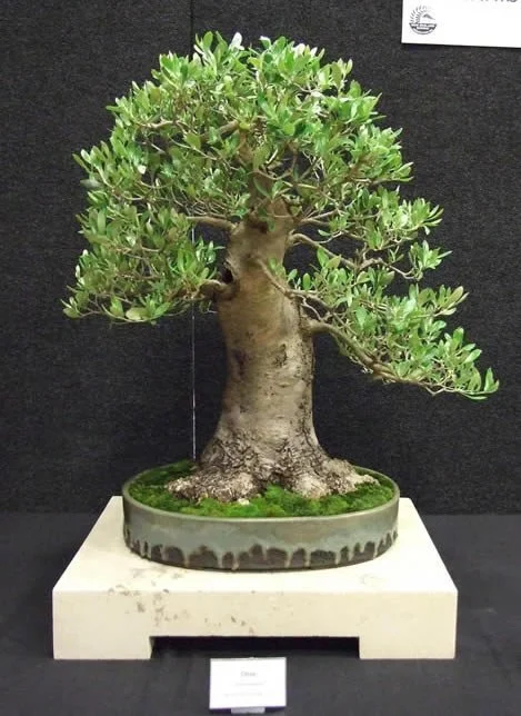 Blenheim Bonsai Group: December Meeting