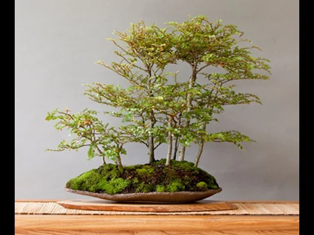 South Canterbury Bonsai Society: December Meeting
