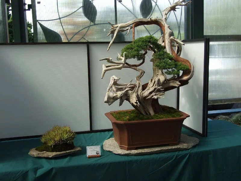 Gore Bonsai Society: November Meeting