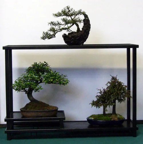 Shohin  New Zealand Bonsai Association
