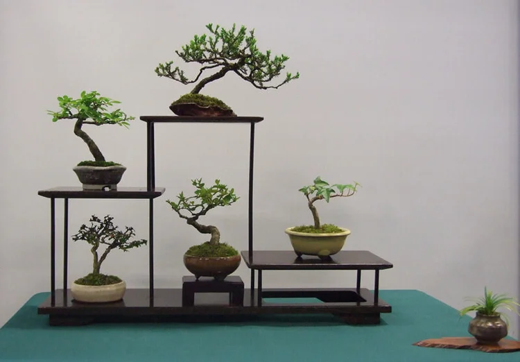 Shohin  New Zealand Bonsai Association
