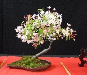 NZBA National Convention 2026 - Wellington