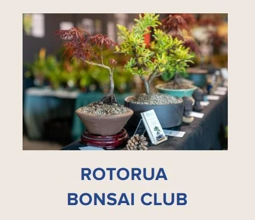 Rotorua Bonsai Club Display