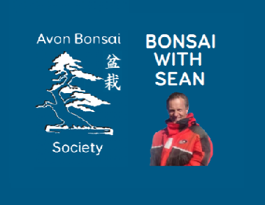 BONSAI WITH  SEAN - Avon Bonsai Society