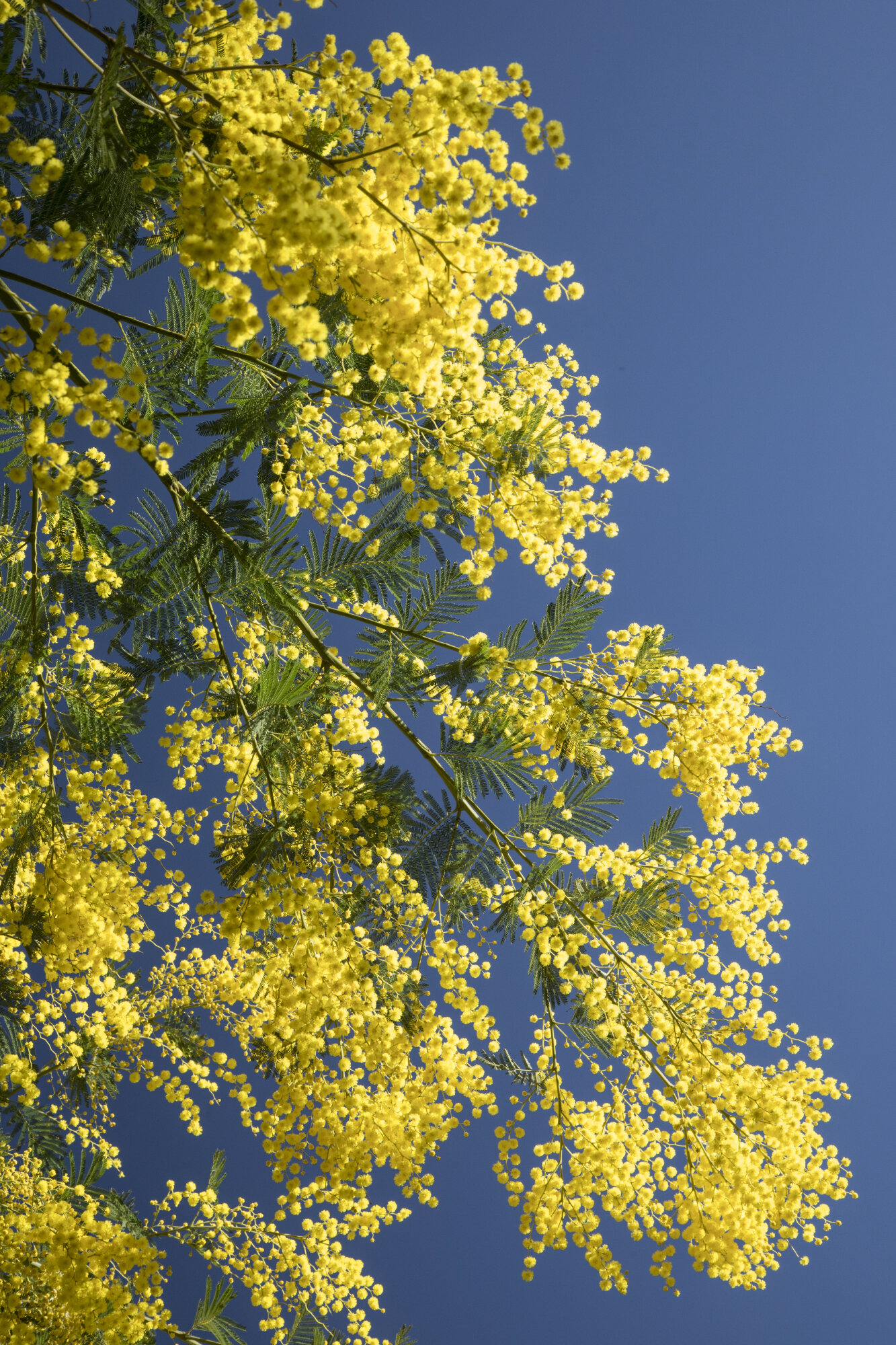 Catherine-Karnow-Provence-Yellow-Flowering-Tree.JPG