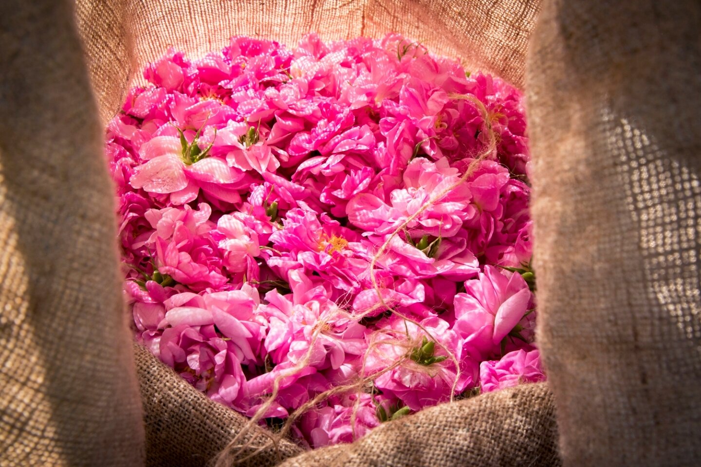 The flower harvest has begun! &quot;Centifolia&quot; roses, or &quot;roses de mai&quot; are the richly fragrant flowers used in perfumes grown for Dior, Chanel and other luxury brands. Nearby Grasse is the center of the perfume industry, and many of 