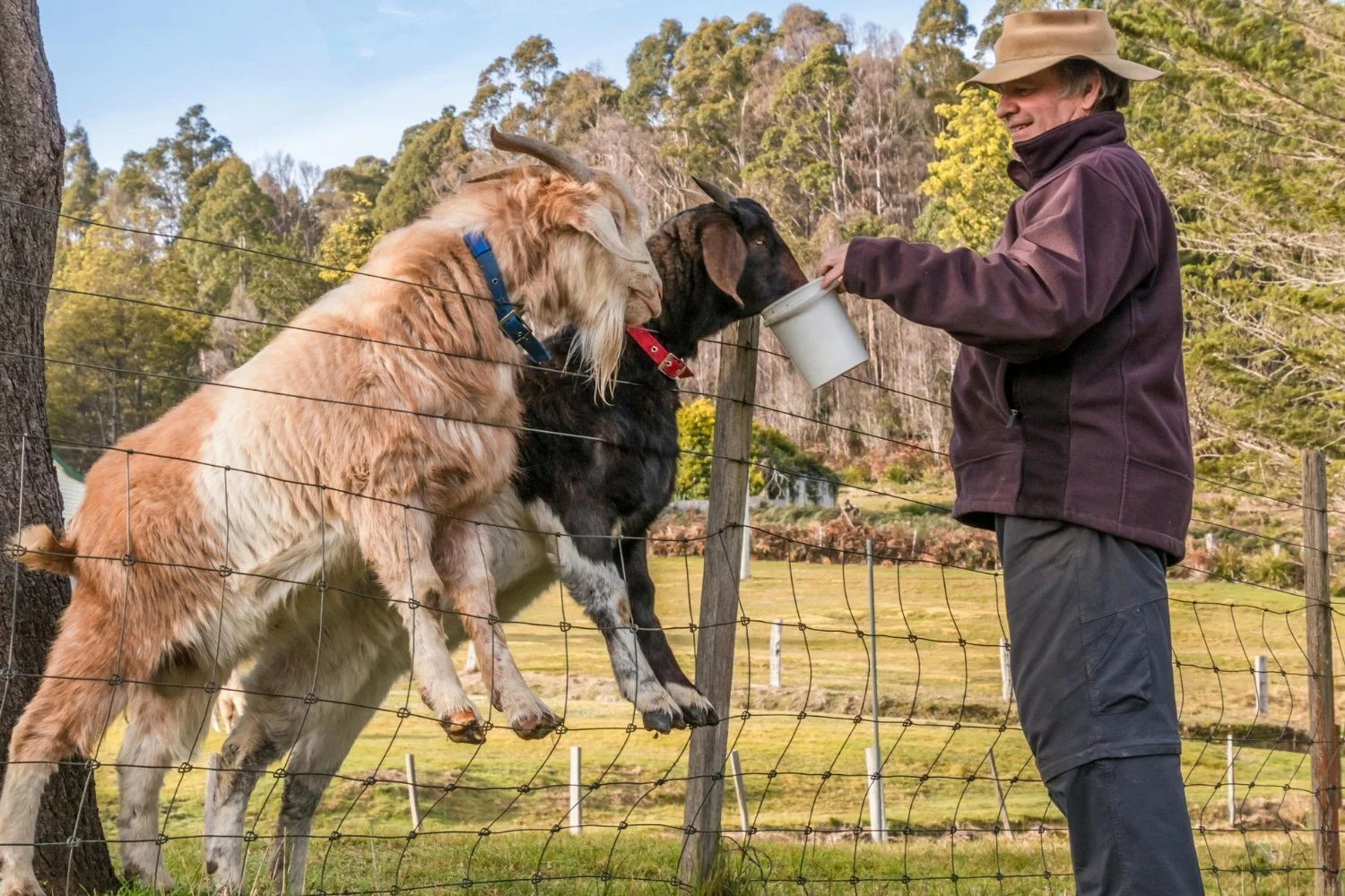 family farm exemption