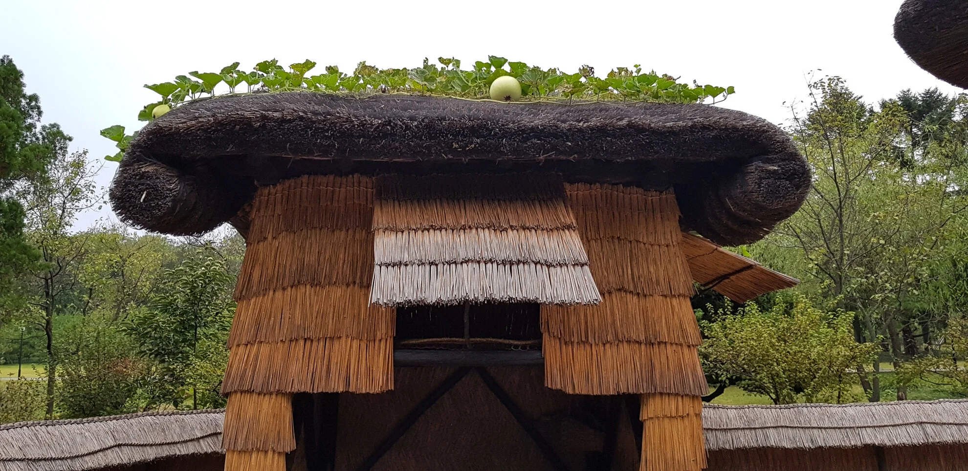 20170926_171952.JPG