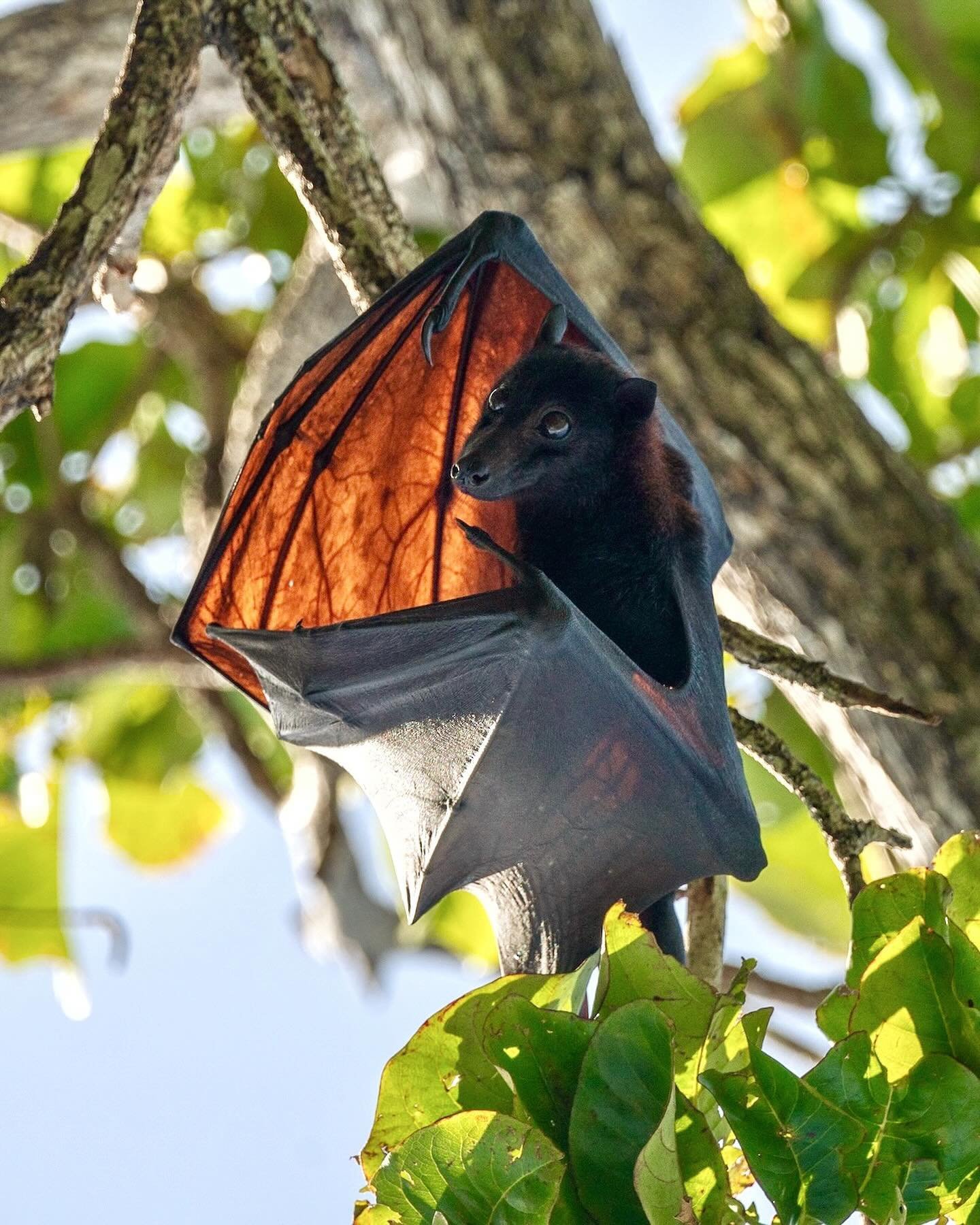 Can you believe people eat these black flying foxes? And nowhere do they have as much of an appetite for the megabat bushmeat as they do in North Sulawesi. Although the species in general is not endangered, flying foxes&rsquo; minimal reproduction nu
