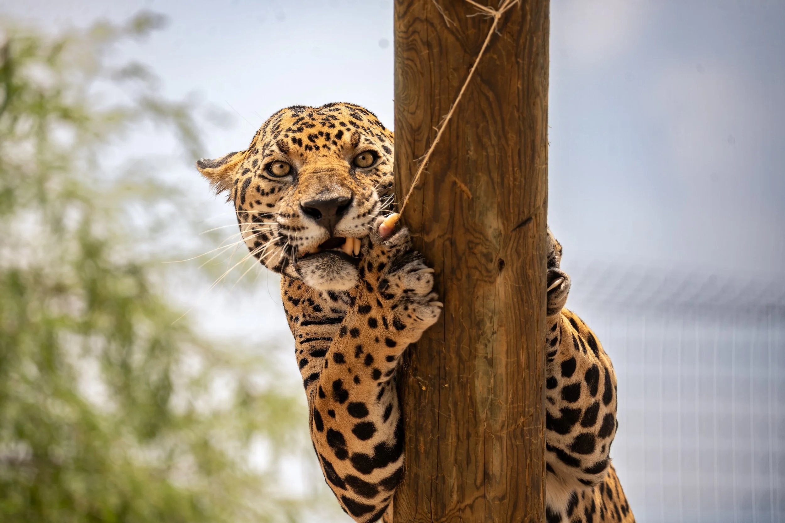 jaguar-2.jpg