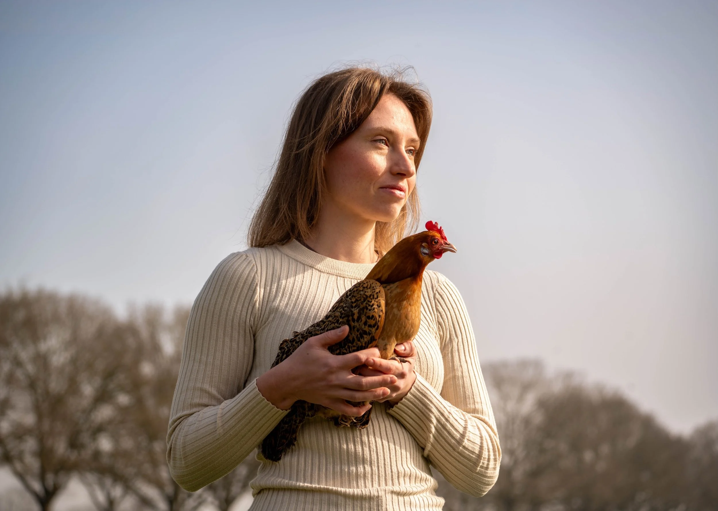 Pet chickens in search for vet care