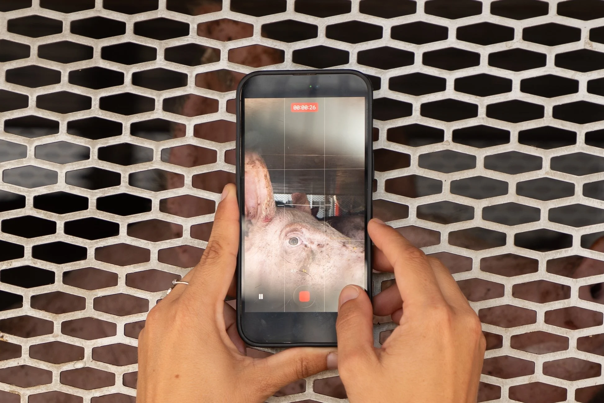 pigsave0626-9 copy.jpg