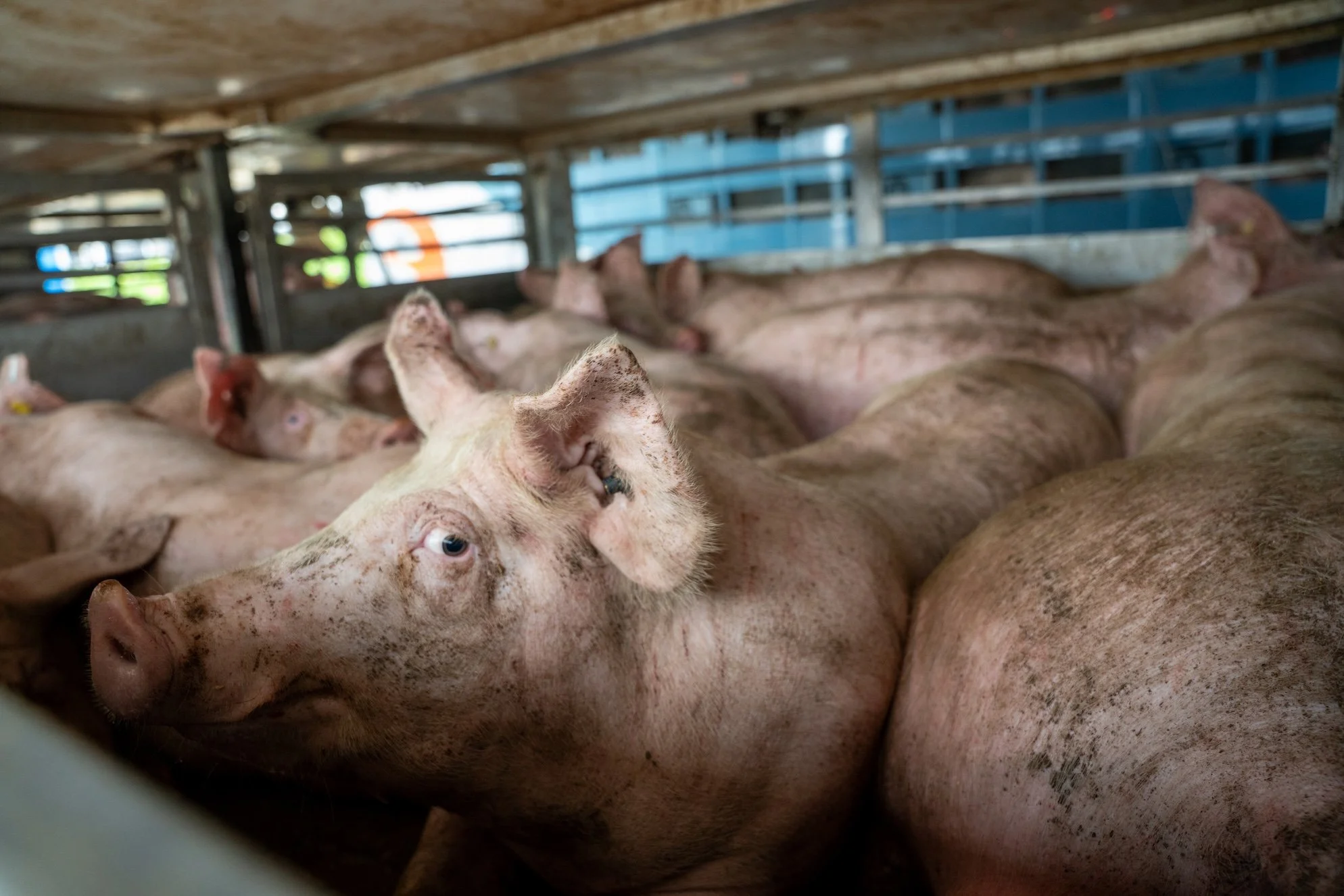 pigsave0626-17 copy.jpg