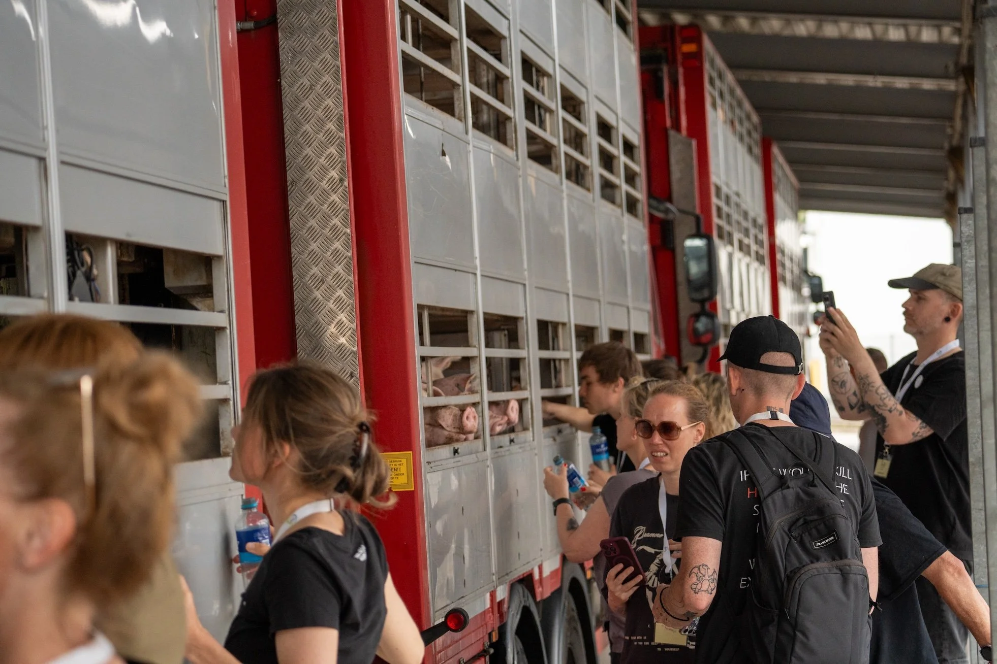 pigsave0626-3 copy.jpg