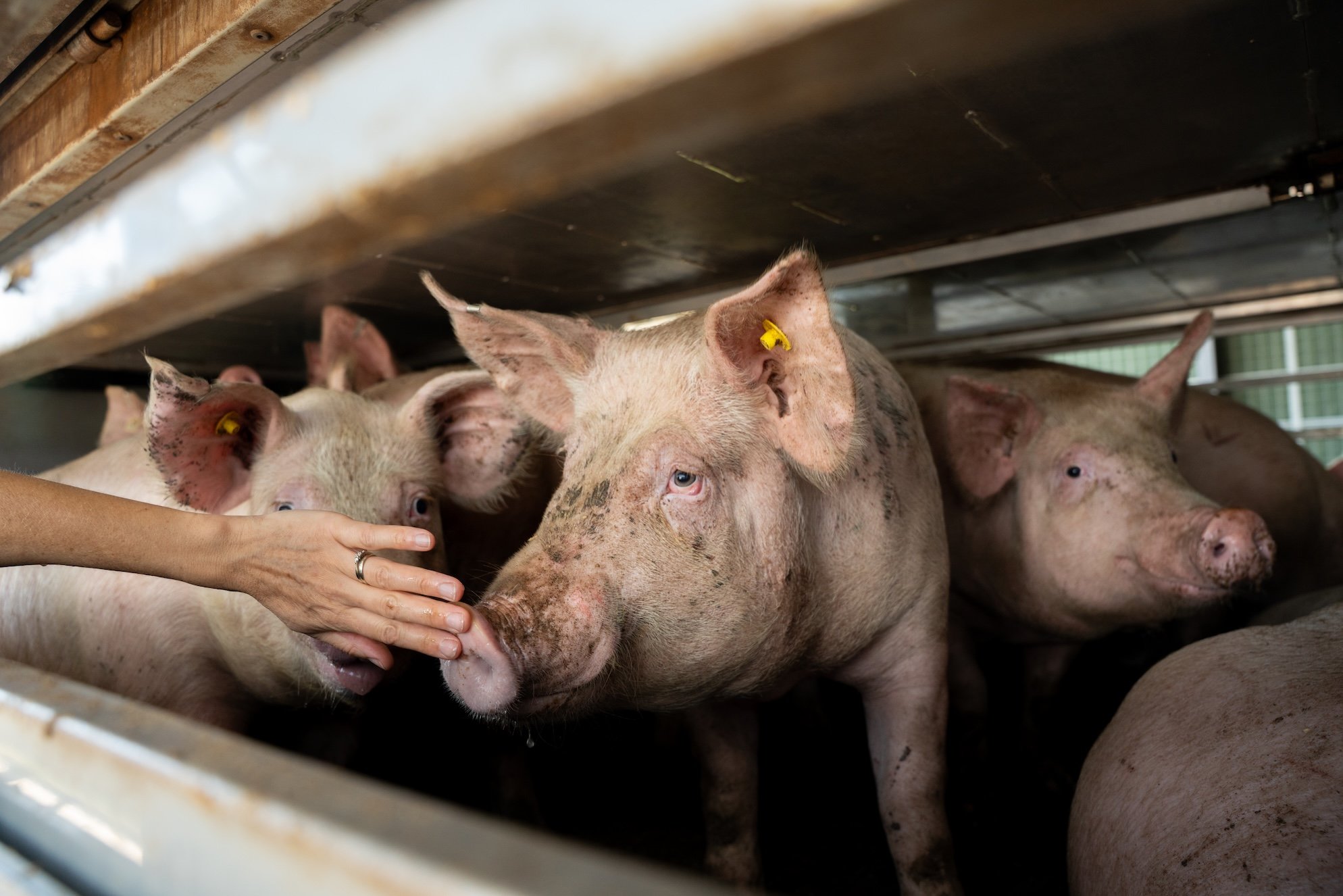 Saying goodbye to pigs at the slaughterhouse
