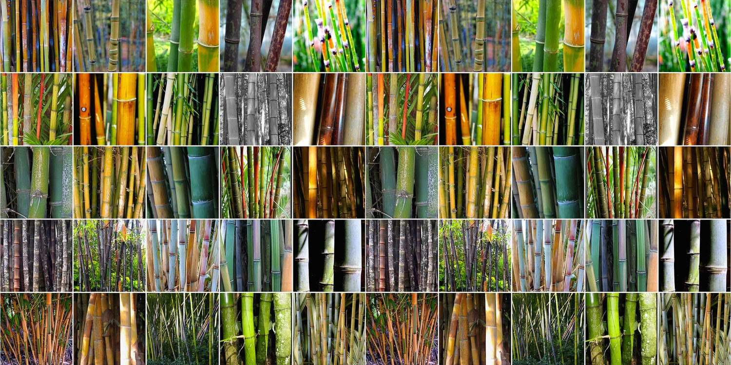Bamboo Genera List — Guadua Bamboo