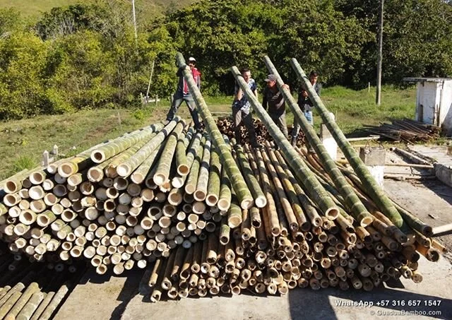 Our clients requested big, so today we present our Monster Guadua Bamboo poles with diameters of +16 cm (+6,5") and a green weight of 70 kg per pole! Don't hesitate to contact us if you are also interested in buying the best construction Grade A Guadua Bamboo in bulk from Colombia.

#bamboopoles #bamboocanes #bamboo #guadua #guaduabamboo #bamboomaterial #bamboos #thinkbamboo #ecofriendly #sustainable #bamboolovers #bamboowork #bigbamboo #bamboos
